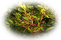Il mirto, tipica pianta della Sardegna