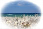 La spiaggia e la pineta vicino agli appartamenti